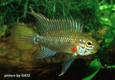 Apistogramma eunotus